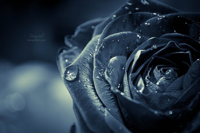 Black Rose with Water Droplets — Blue, Dramatic