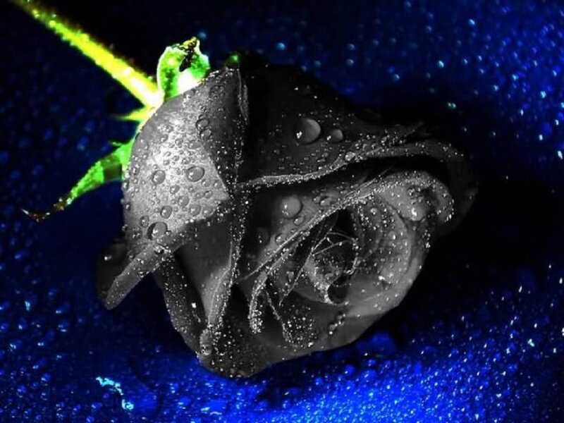 Black Rose with Water Droplets — Blue