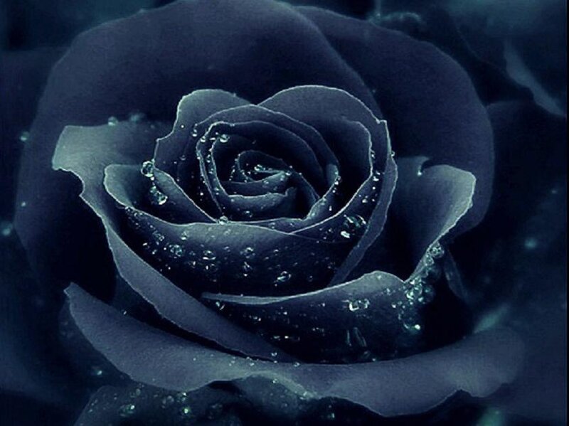 Black Rose with Water Droplets — Dark