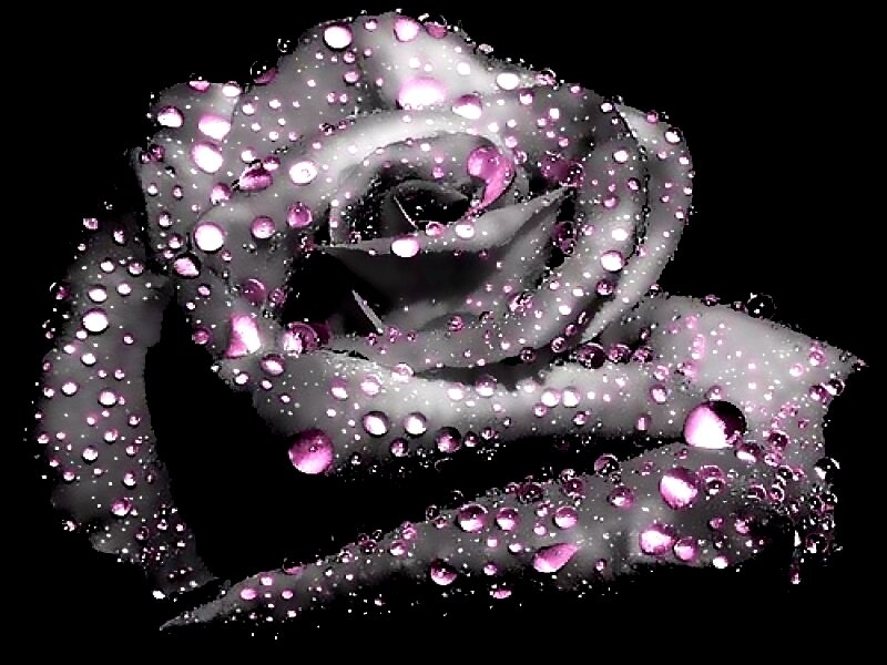 Black Rose with Water Droplets — Dramatic, Digital Art