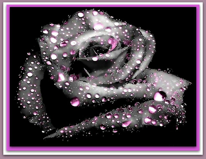 Black Rose with Water Droplets — Dramatic, Digital Art, Water Droplets, Dark Background