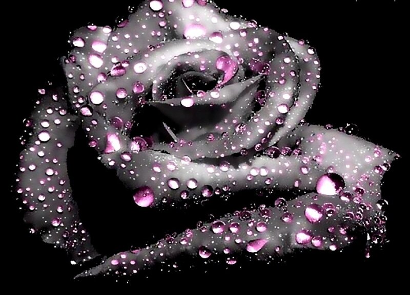 Black Rose with Water Droplets — Dramatic, Digital Art, Water Droplets