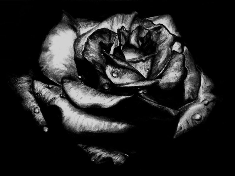 Black Rose with Water Droplets — Dramatic, Illustration
