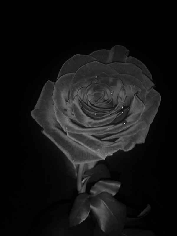 Black Rose with Water Droplets — Dramatic, Night