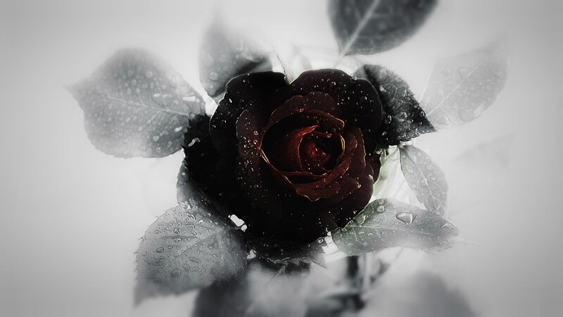Black Rose with Water Droplets — Dramatic, Photograph, Leaves