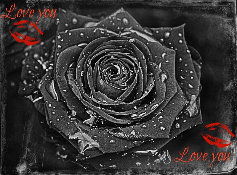 Black Rose with Water Droplets — Dramatic, Photograph, Text