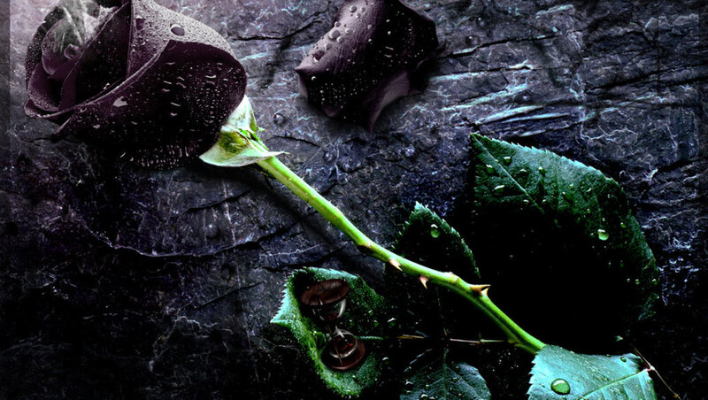 Black Rose with Water Droplets — Dramatic, Photograph