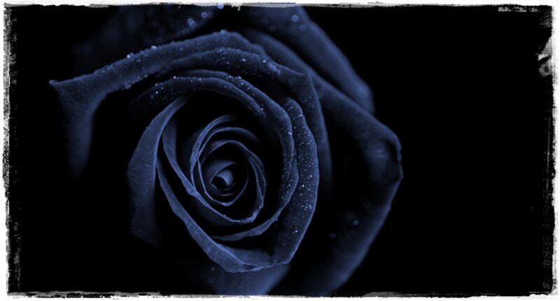 Black Rose with Water Droplets — Dramatic, Photograph, Water Droplets, Dark Background