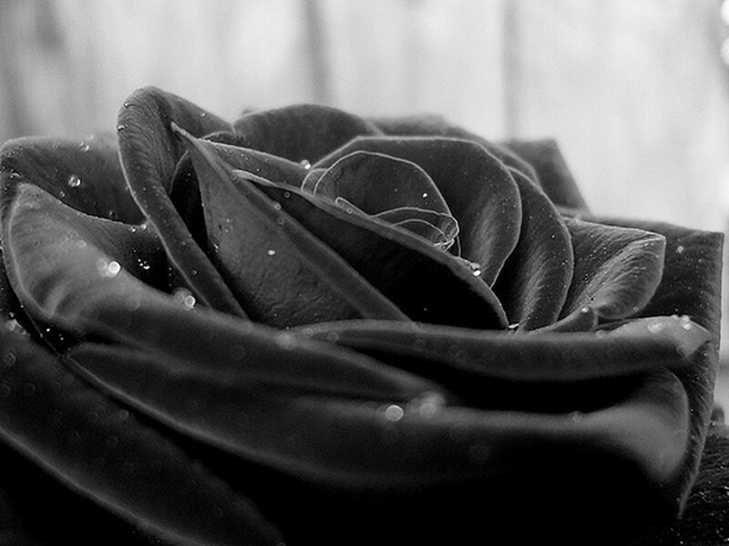 Black Rose with Water Droplets — Dramatic, Photograph, Water Droplets