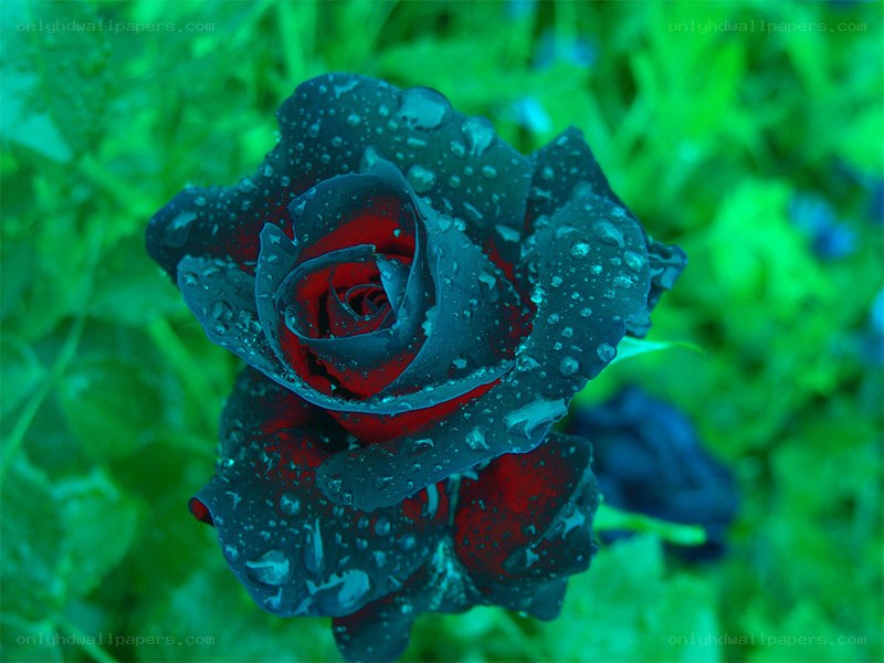 Black rose with water droplets