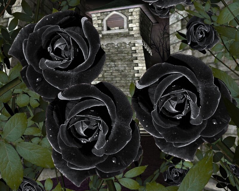 black roses in a garden