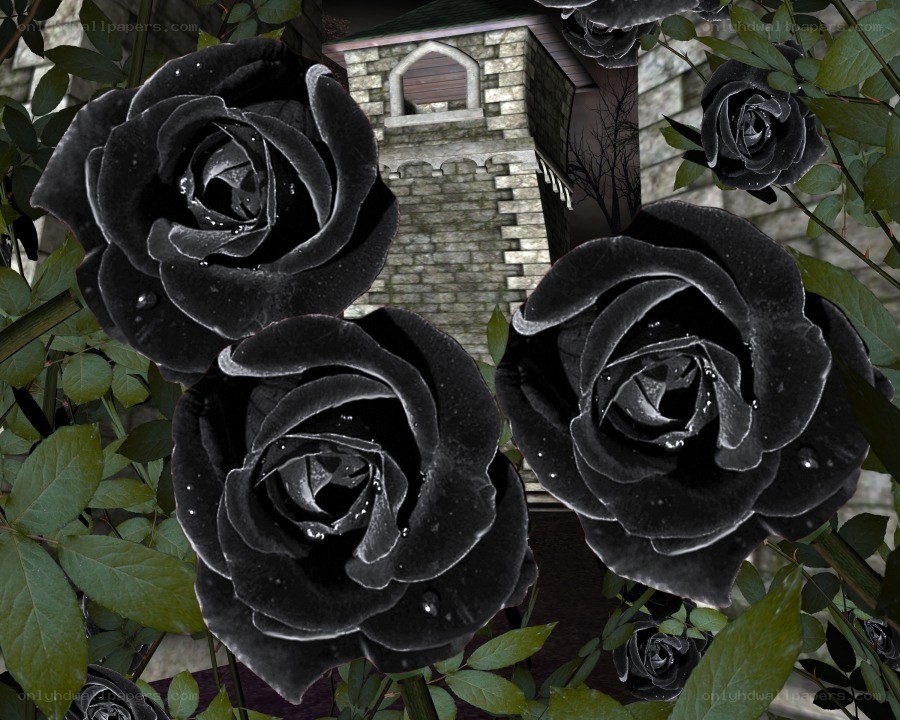 black roses in a garden