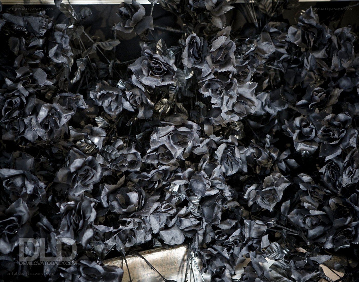 black roses in a pile