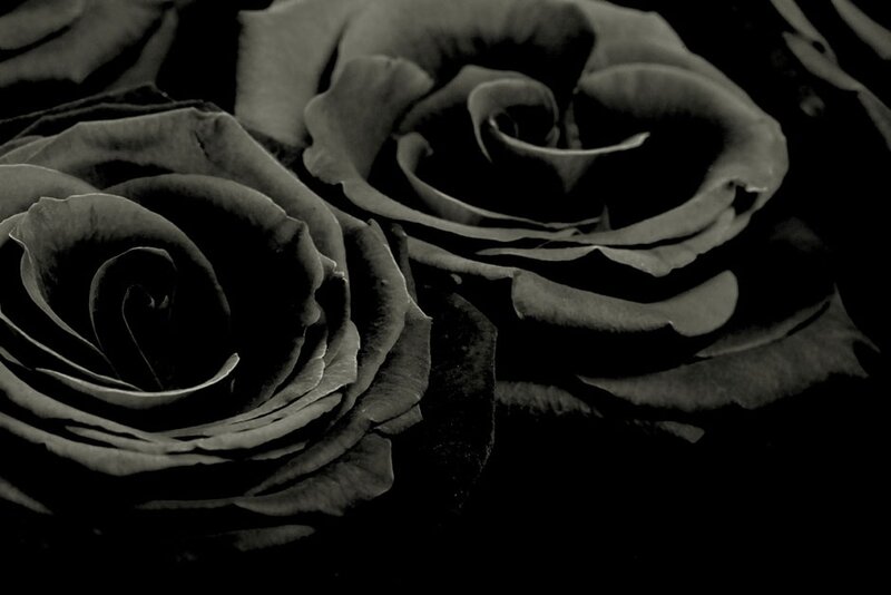 Black Roses in Close-up