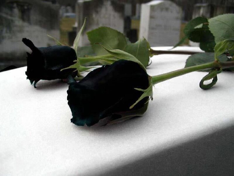 Black Roses on White Surface