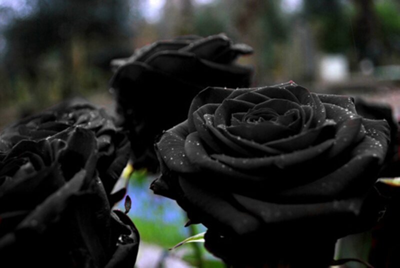 Black Roses with Water Droplets