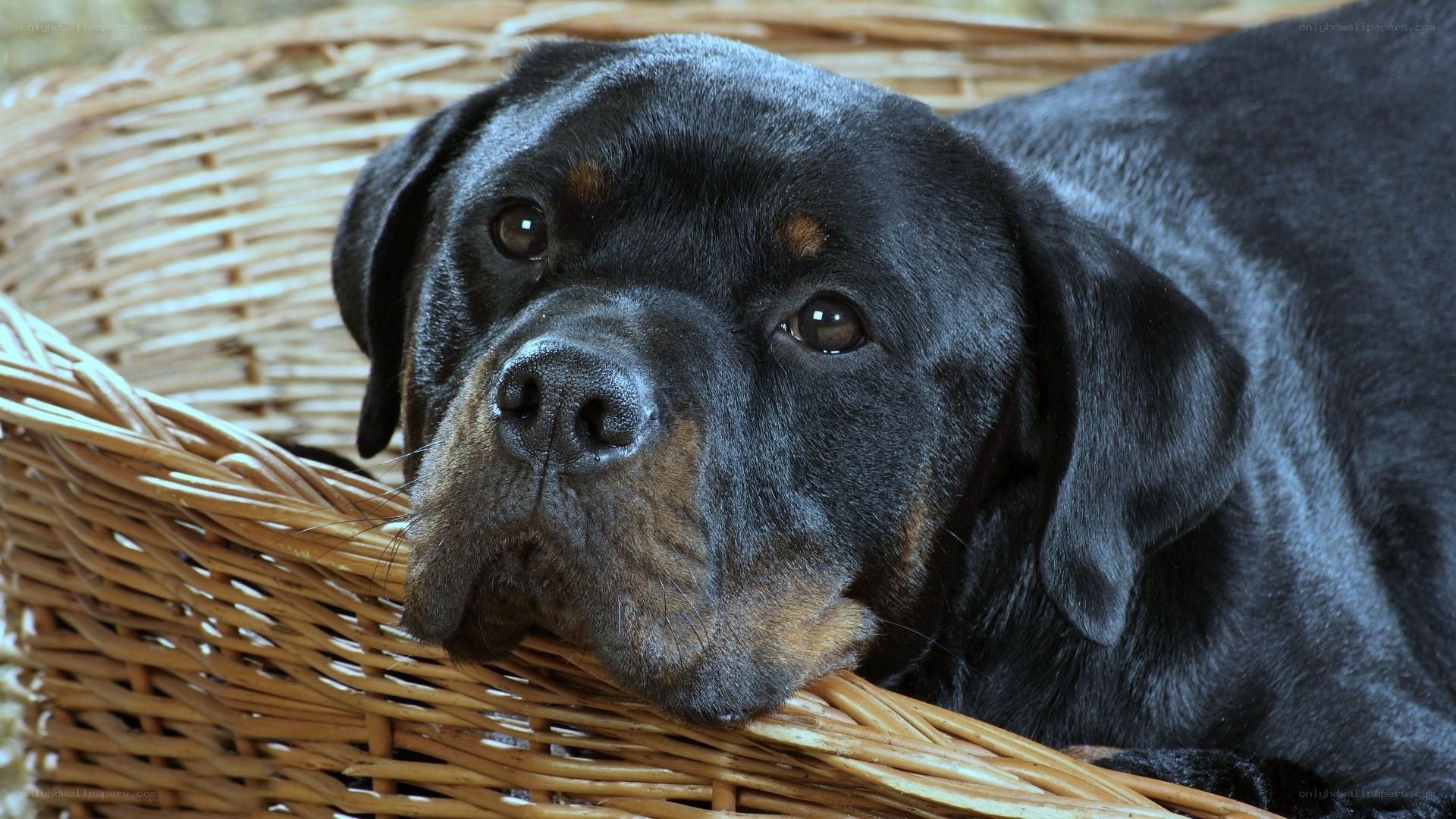 black rottweiler in basket