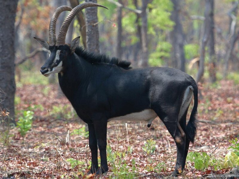 Black Sable Antelope