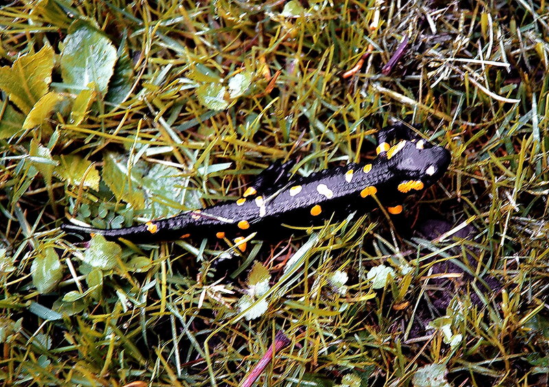Black Salamander with Spots