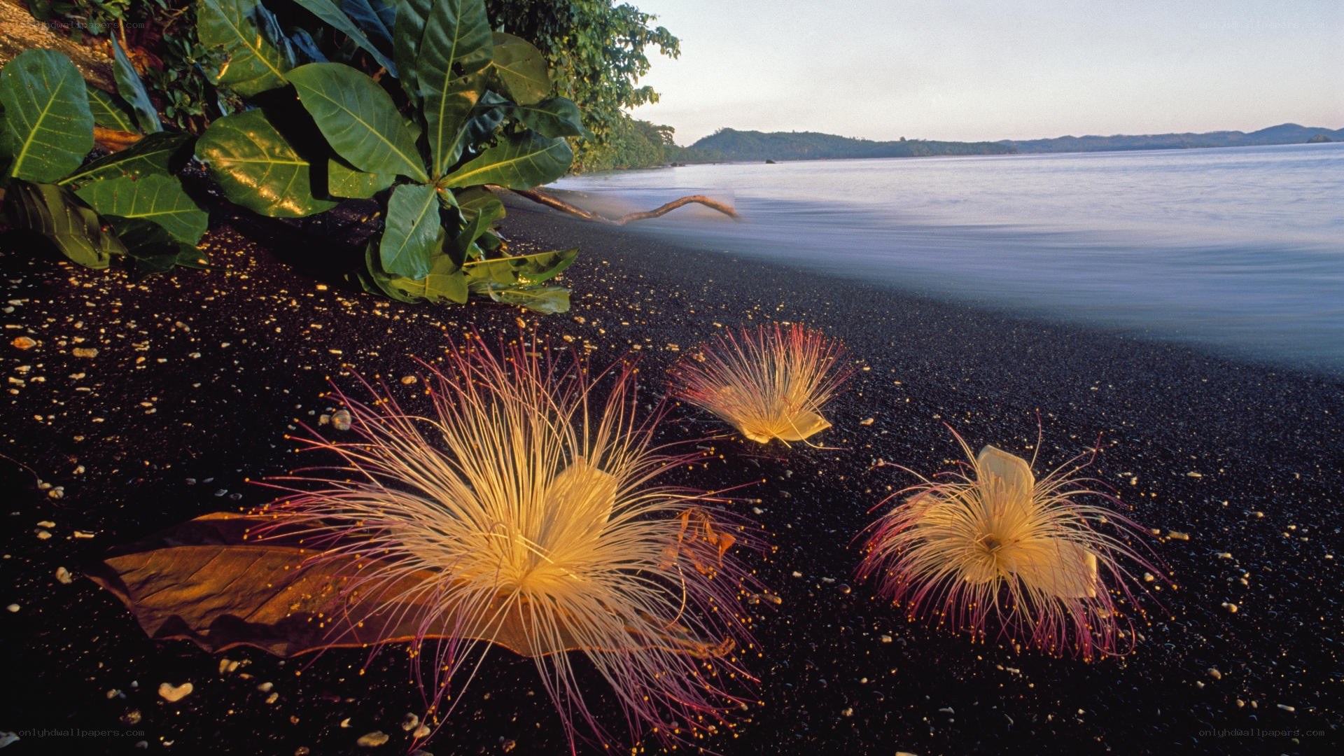 Black sand beach with flowers