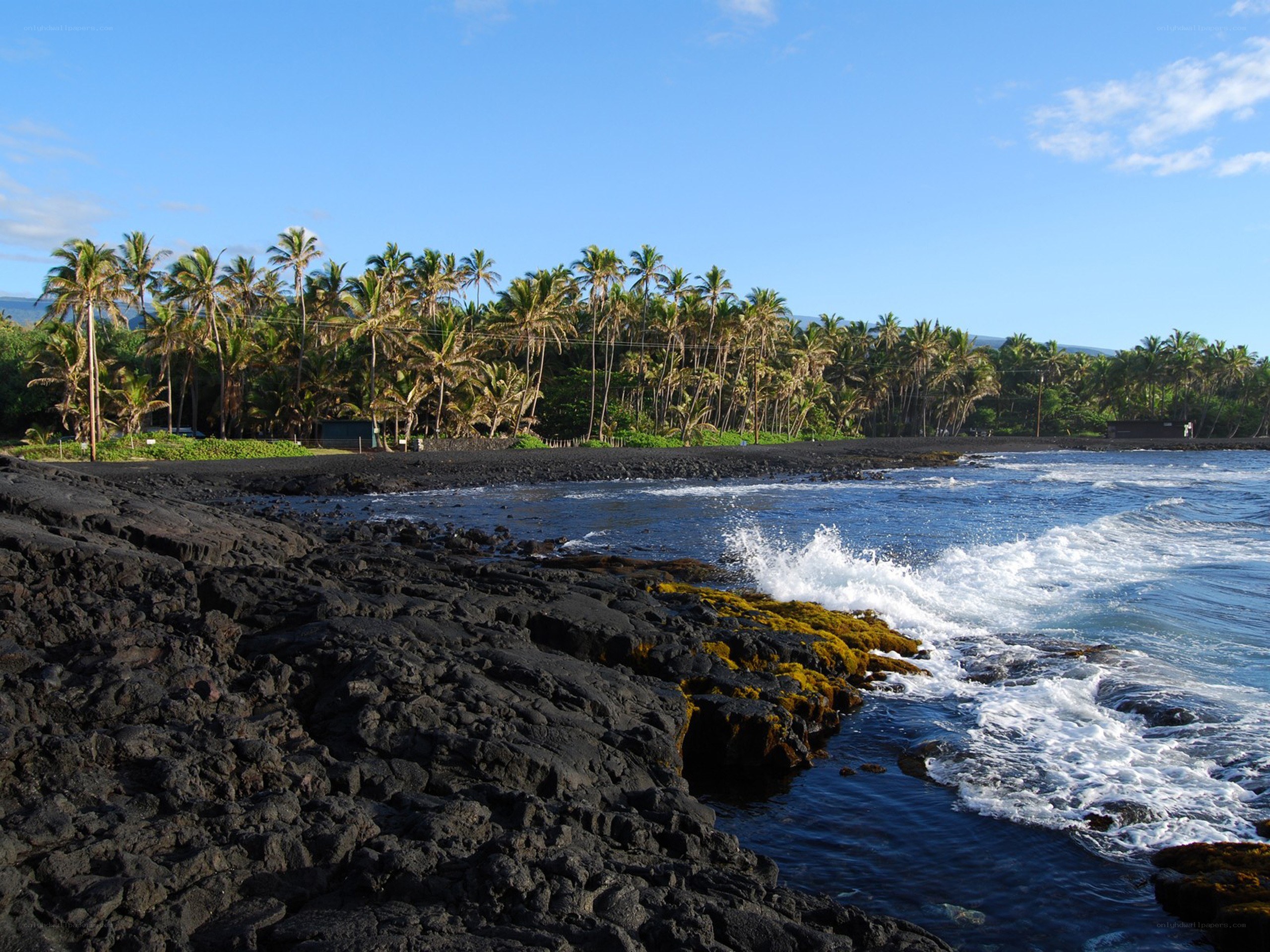 Black sand beach with palm trees
