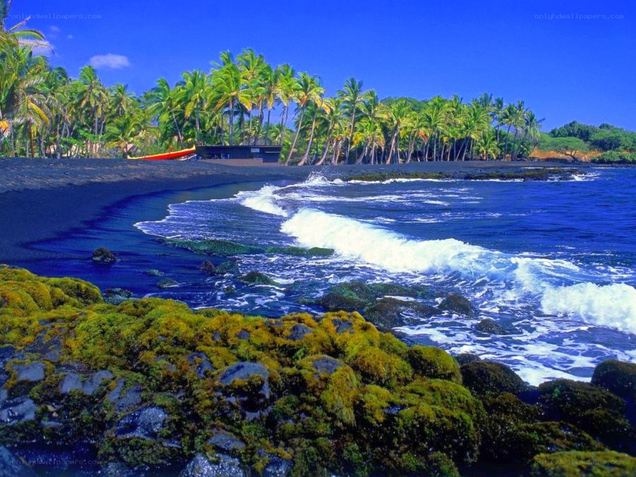 black sand beach with palm trees