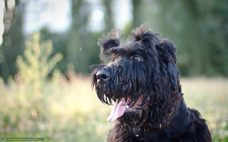 Black Schnauzer Dog — Calm, Afternoon, Photograph