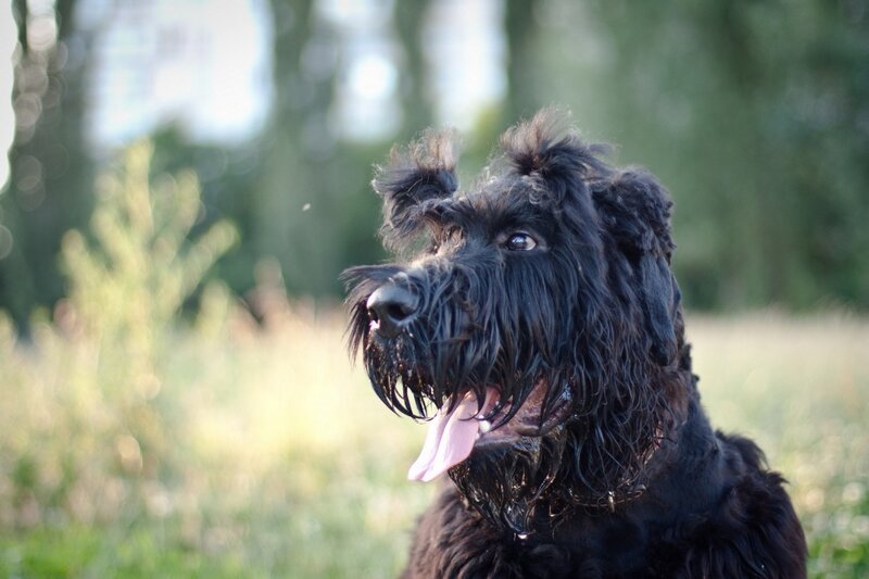 Black Schnauzer Dog — Calm, Afternoon