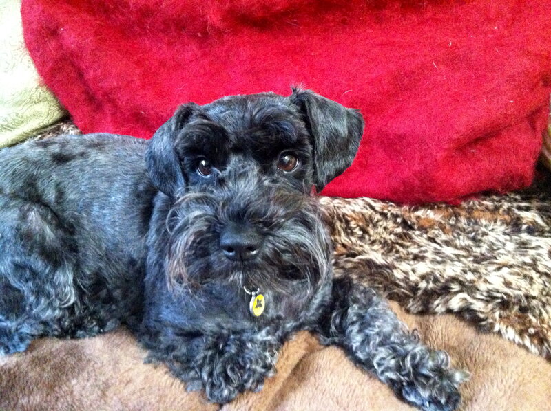 Black Schnauzer Dog — Calm