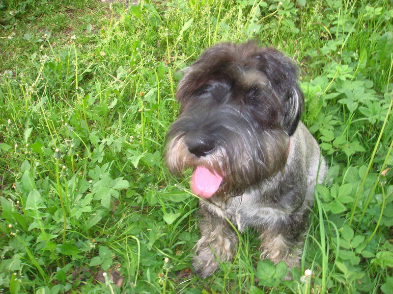 Black Schnauzer Dog — Green