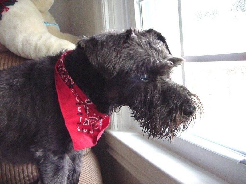 Black Schnauzer Dog
