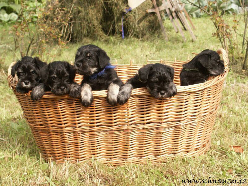 Black Schnauzer Puppies