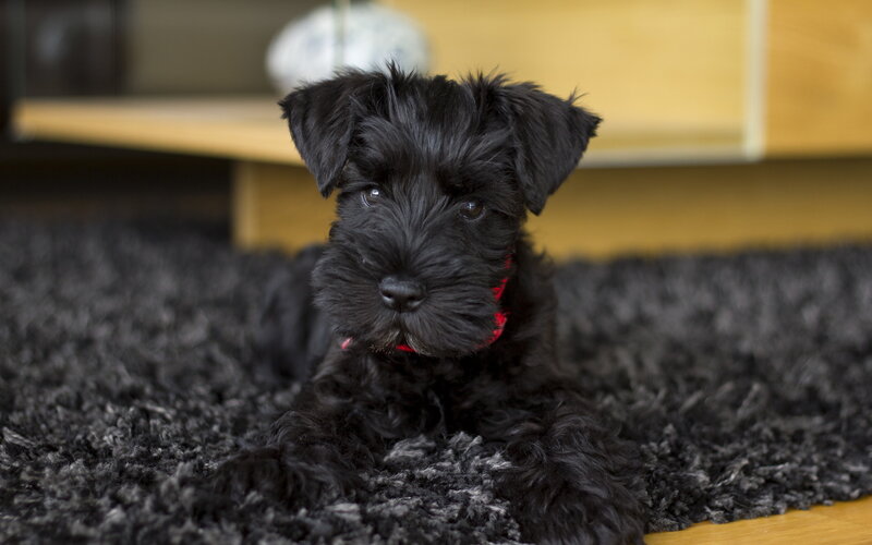 Black Schnauzer Puppy — Calm, Photograph