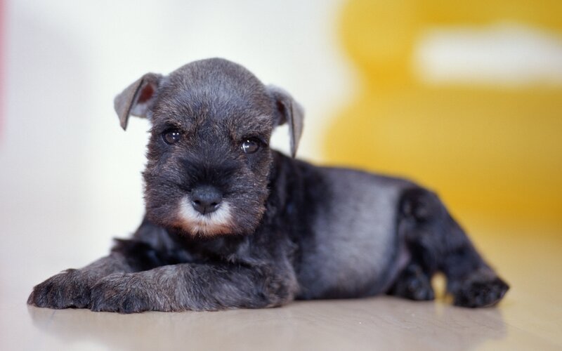 Black Schnauzer Puppy — Gray, Calm