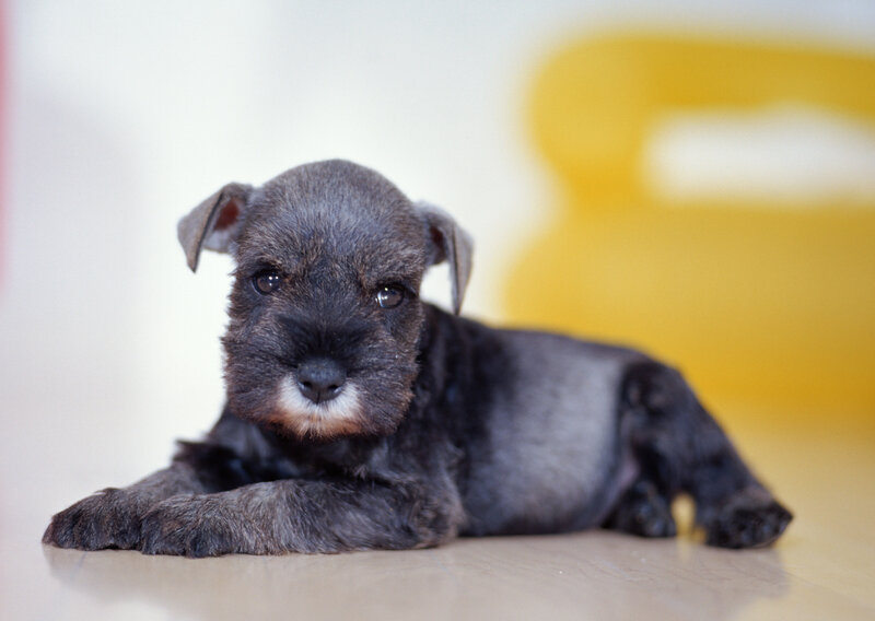black schnauzer puppy