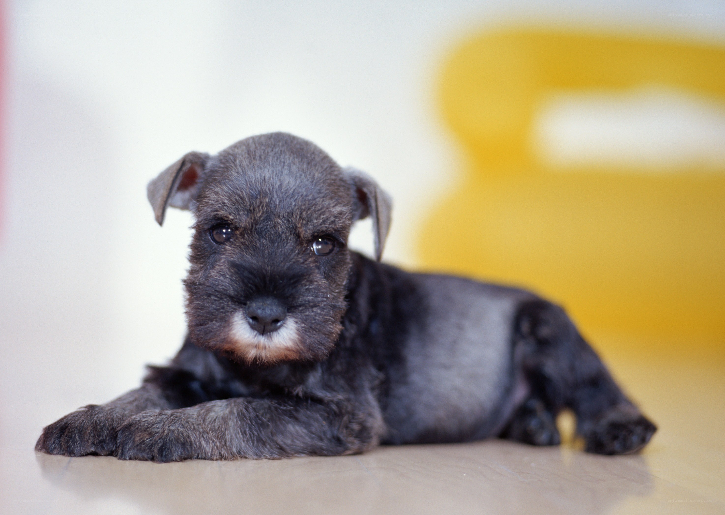 black schnauzer puppy