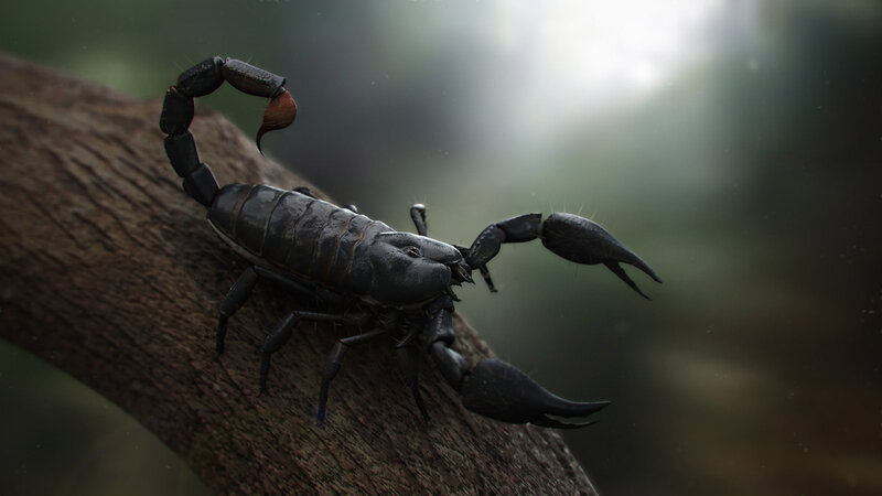 Black Scorpion on Branch