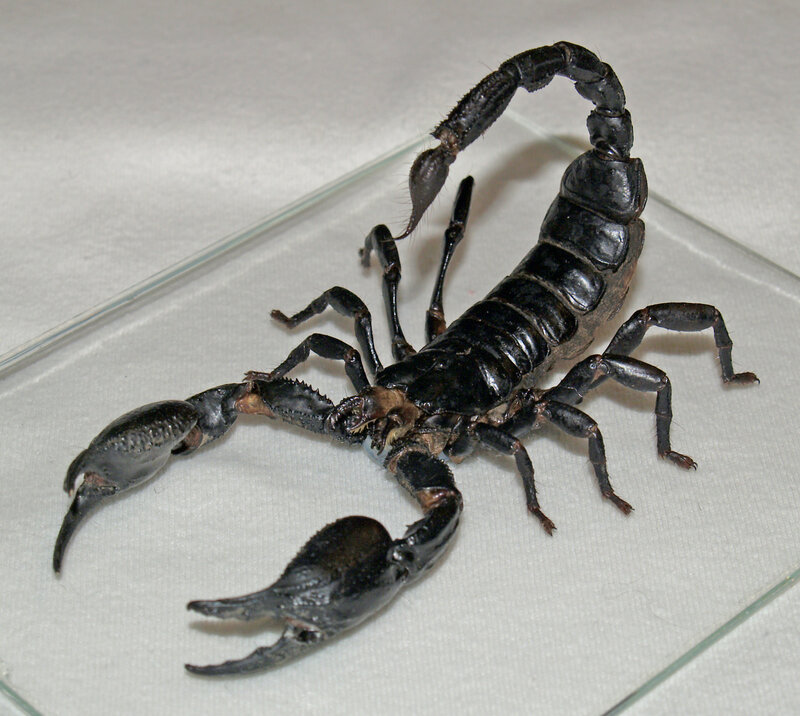 Black scorpion on display
