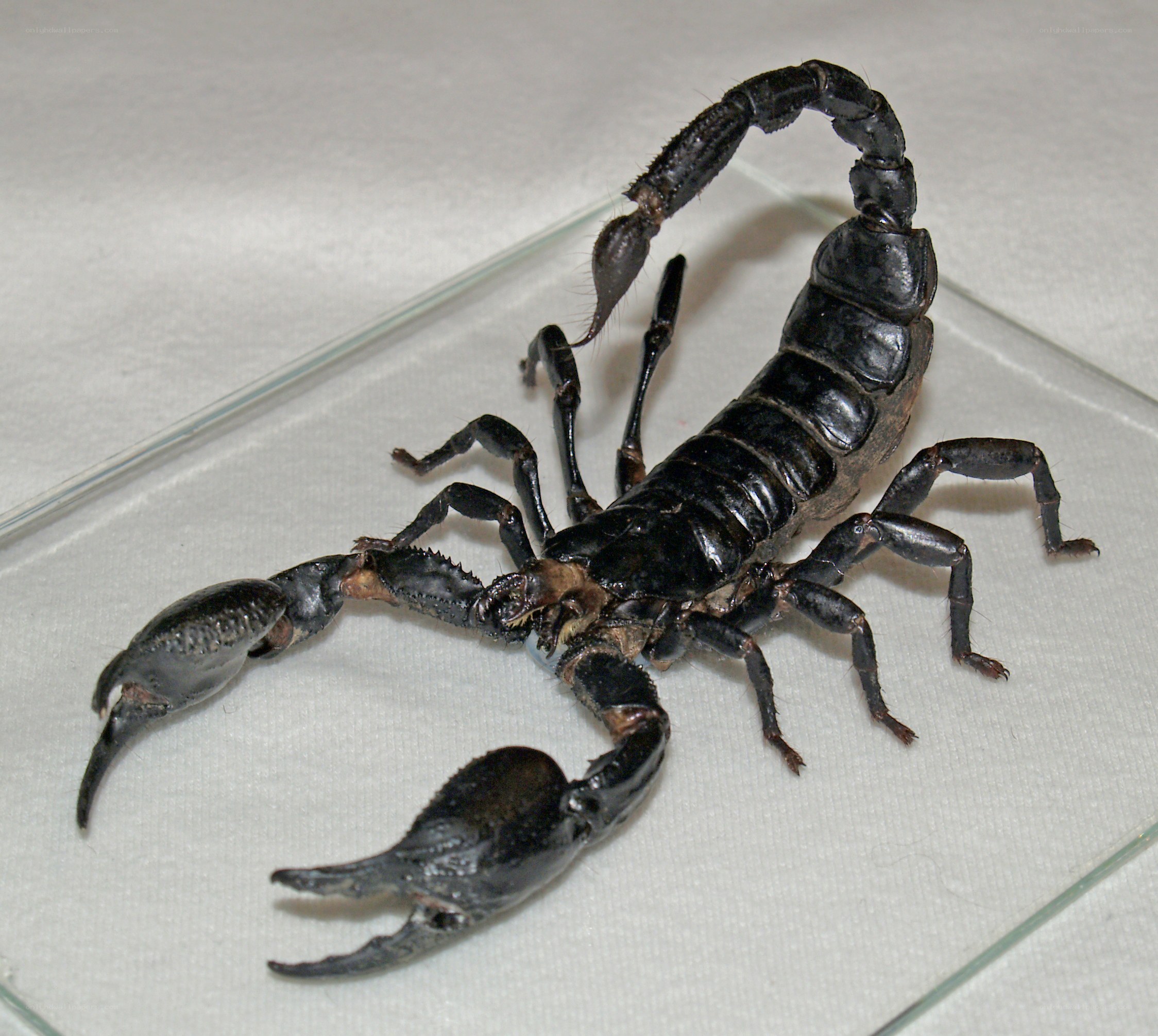 Black scorpion on display