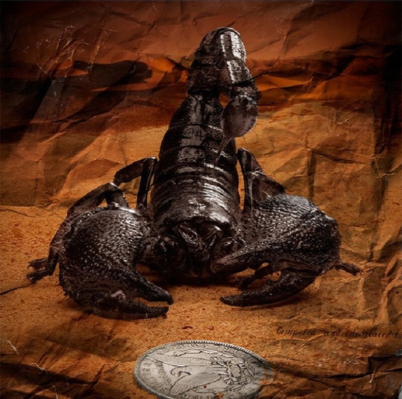 Black Scorpion on Paper
