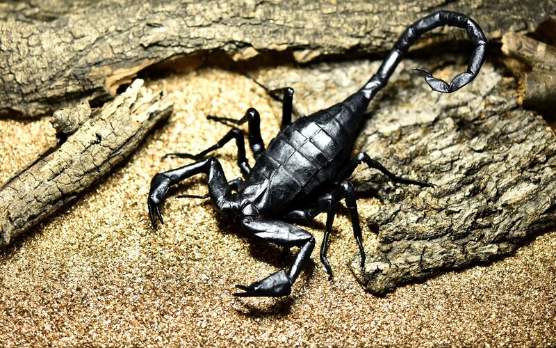 Black Scorpion on Sand