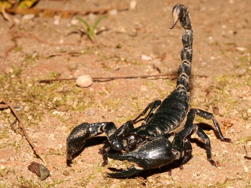 Black scorpion on sandy ground
