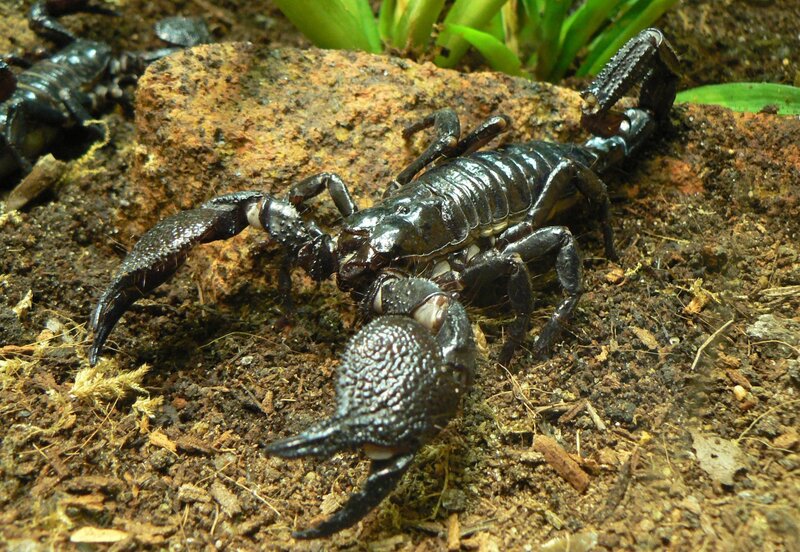 Black scorpion on soil