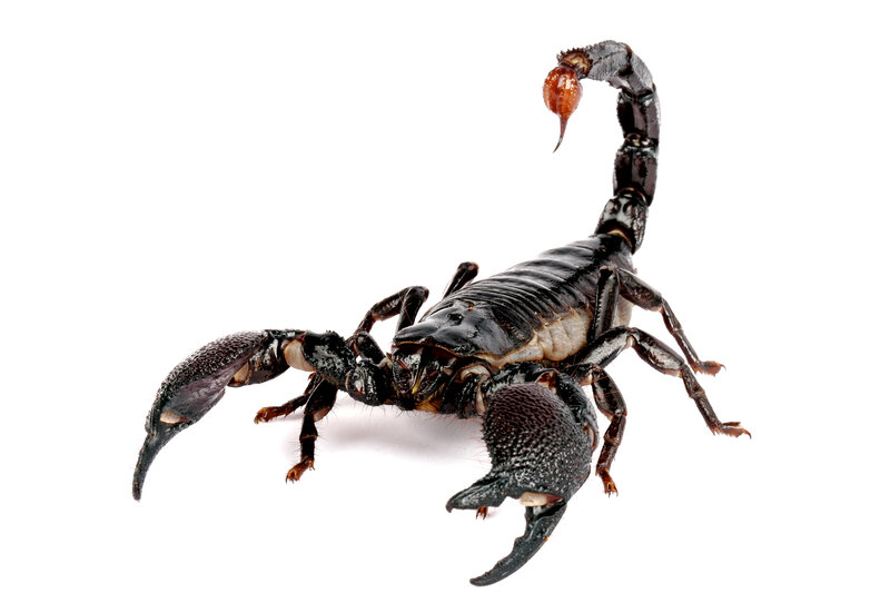 Black Scorpion on White