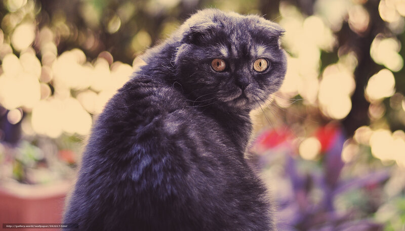 Black Scottish Fold Cat — Gray, Calm