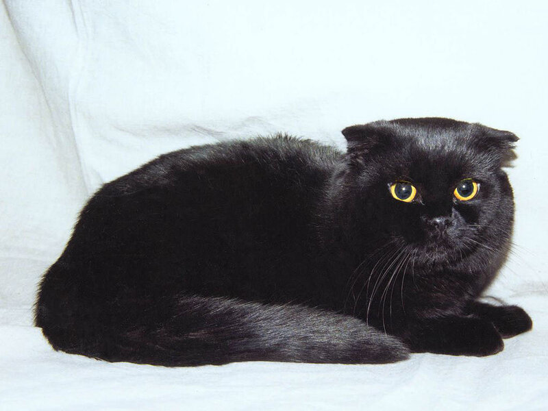 Black Scottish Fold Cat