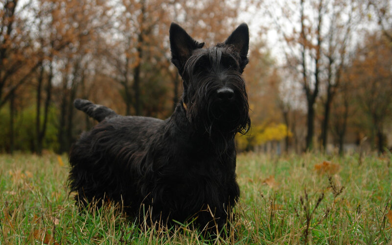 Black Scottish Terrier — Calm