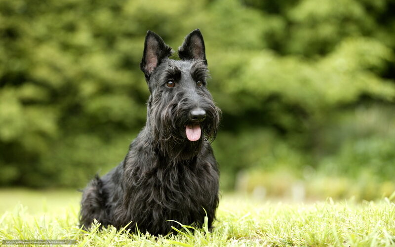 Black Scottish Terrier — Green, Calm