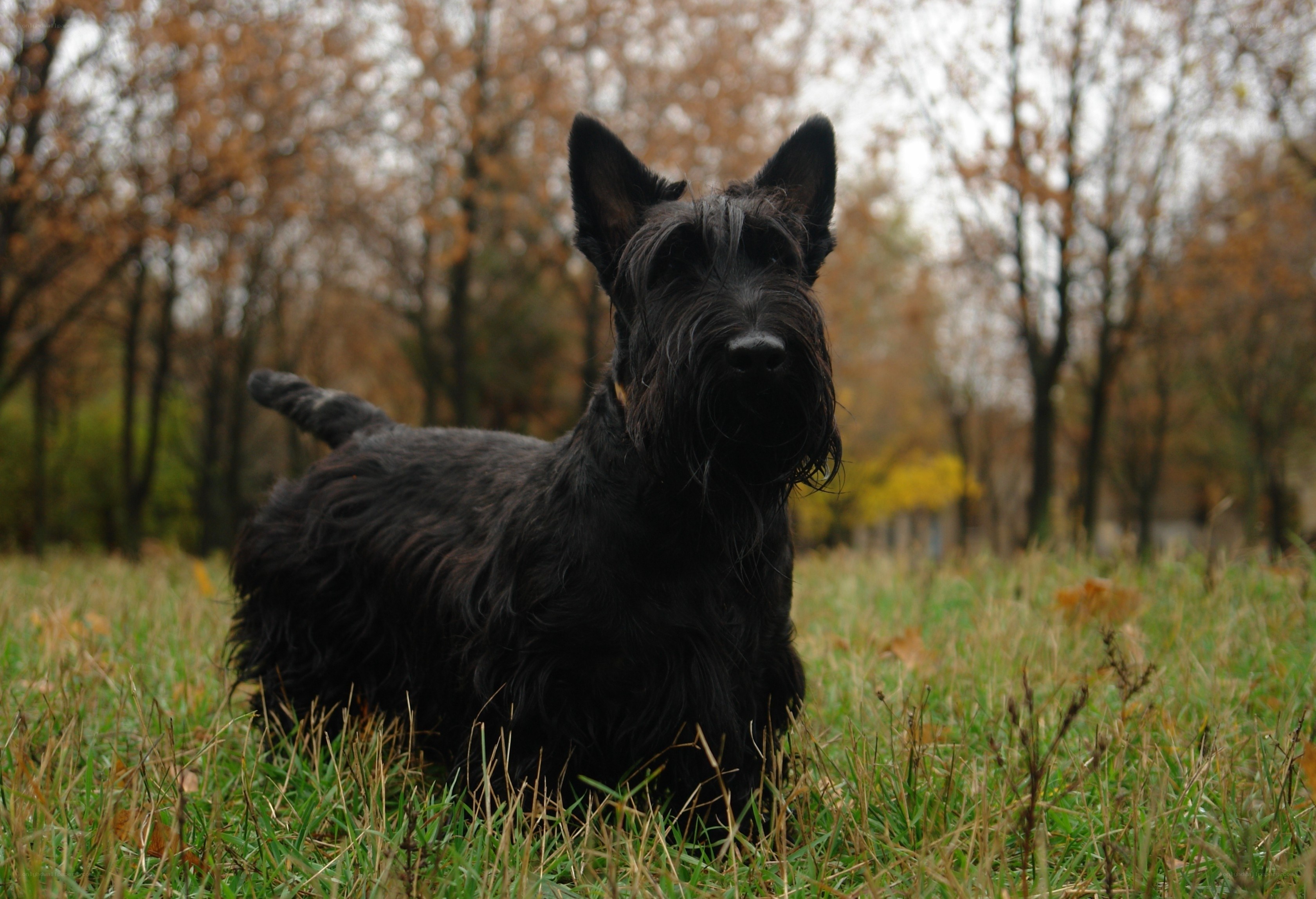 Black Scottish Terrier in Autumn