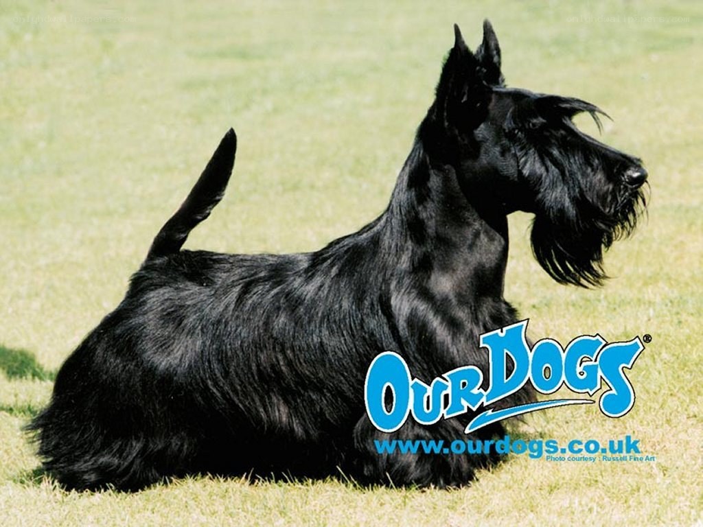 black scottish terrier on grass